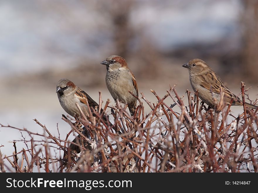 Three sparrows on the brushwood, city birds, observers