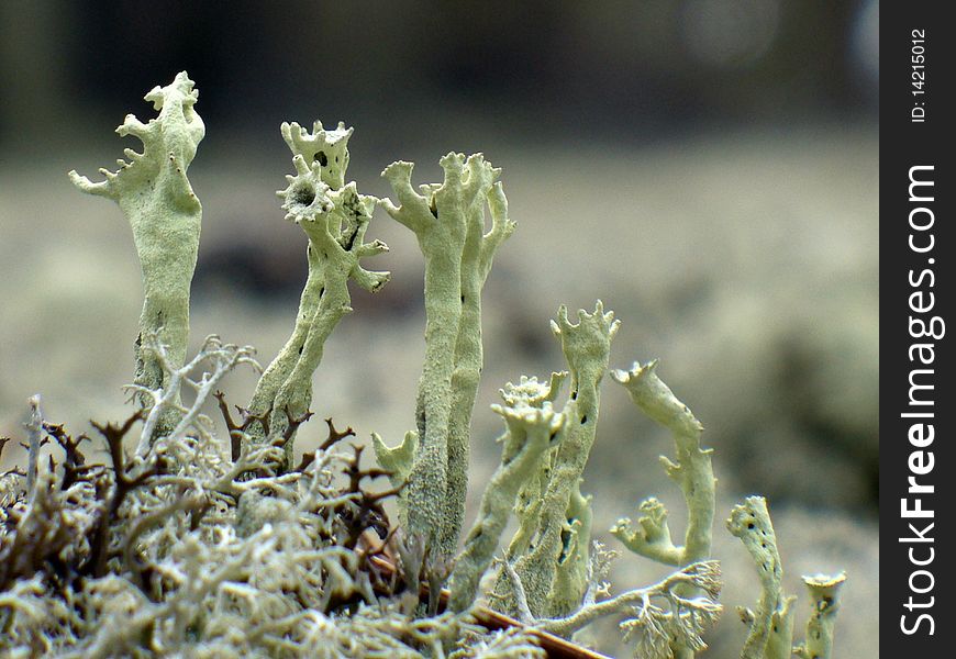 Some reindeer moss in the forest