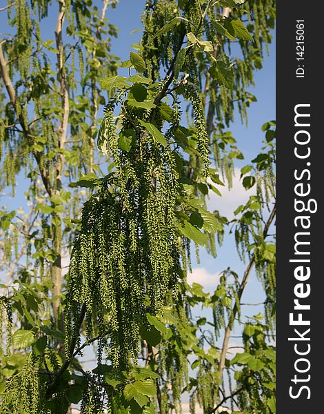 Branch of a flowering birch. Branch of a flowering birch