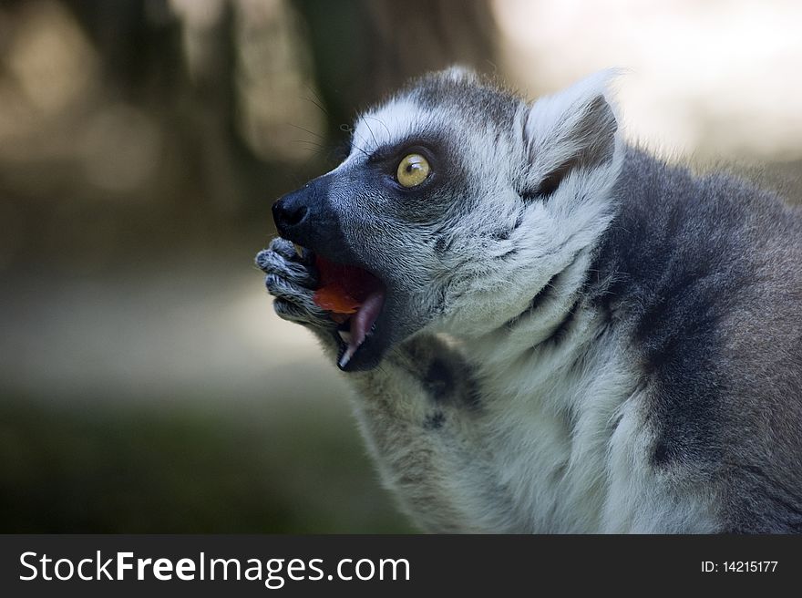 Lemur Catta