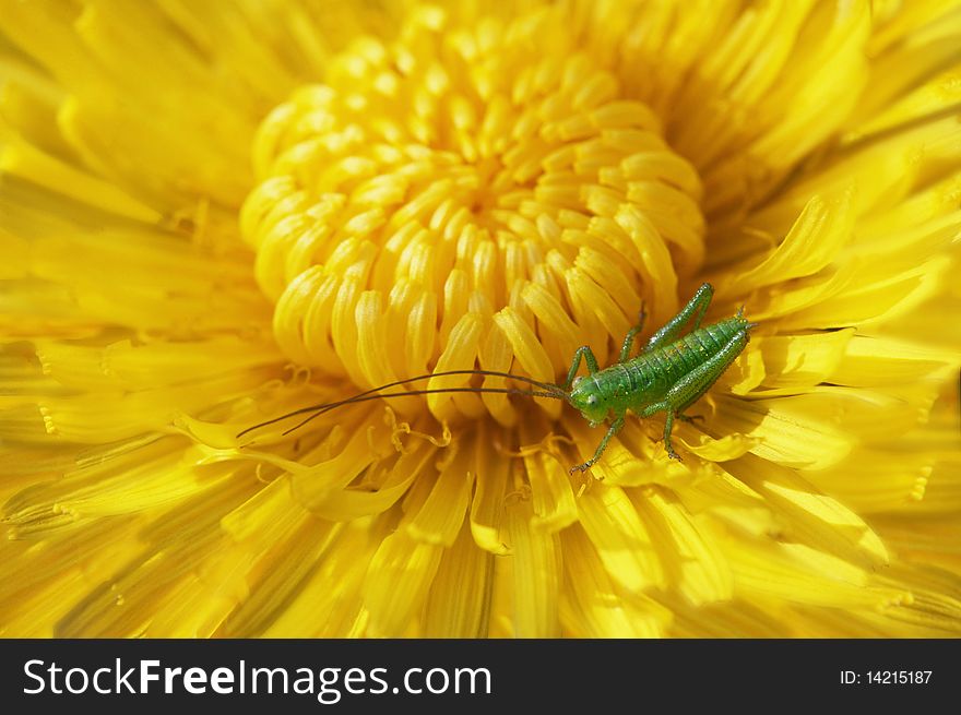 Bright blossoming dandelion close up with a grasshopper. Bright blossoming dandelion close up with a grasshopper