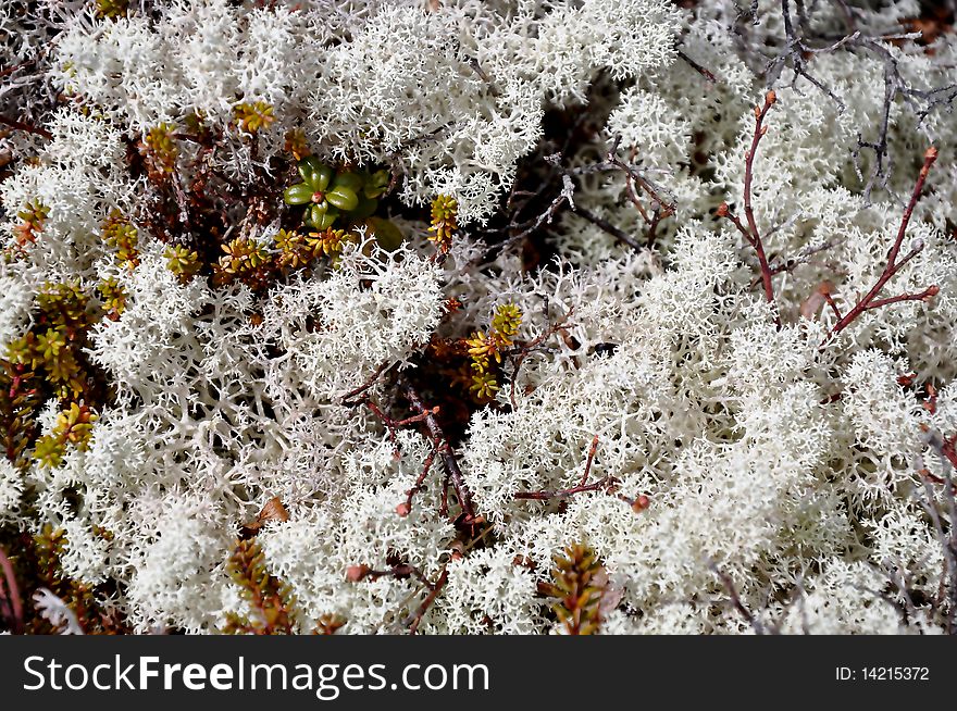A background with a macro view of shoots of Partridge Berry plants growing like moss in the white snow. A background with a macro view of shoots of Partridge Berry plants growing like moss in the white snow.