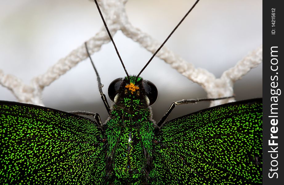 Green butterfly on the net. Green butterfly on the net