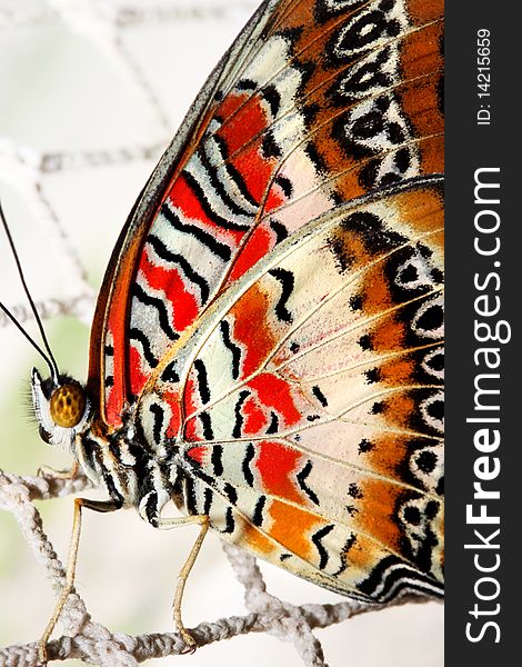 Tropical butterfly on the net. Tropical butterfly on the net