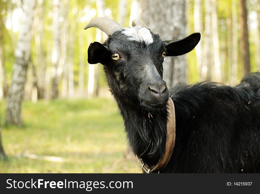 Black goat among birches (almost a portrait). Black goat among birches (almost a portrait)