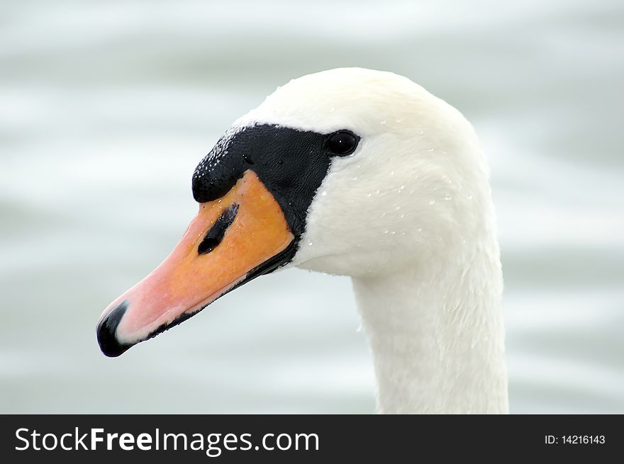 Head of swan on the lake