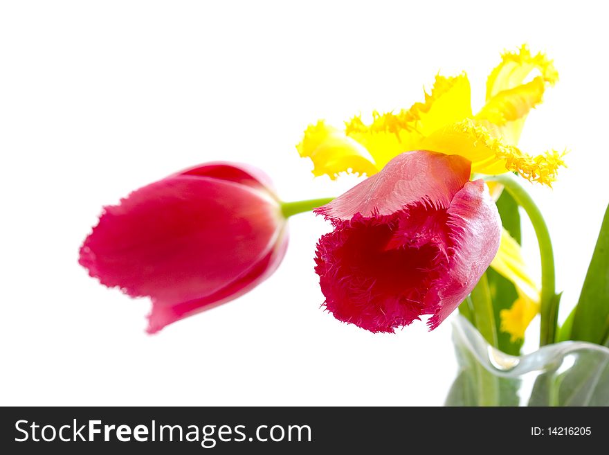 Yellow and reds tulips on white backgrounds