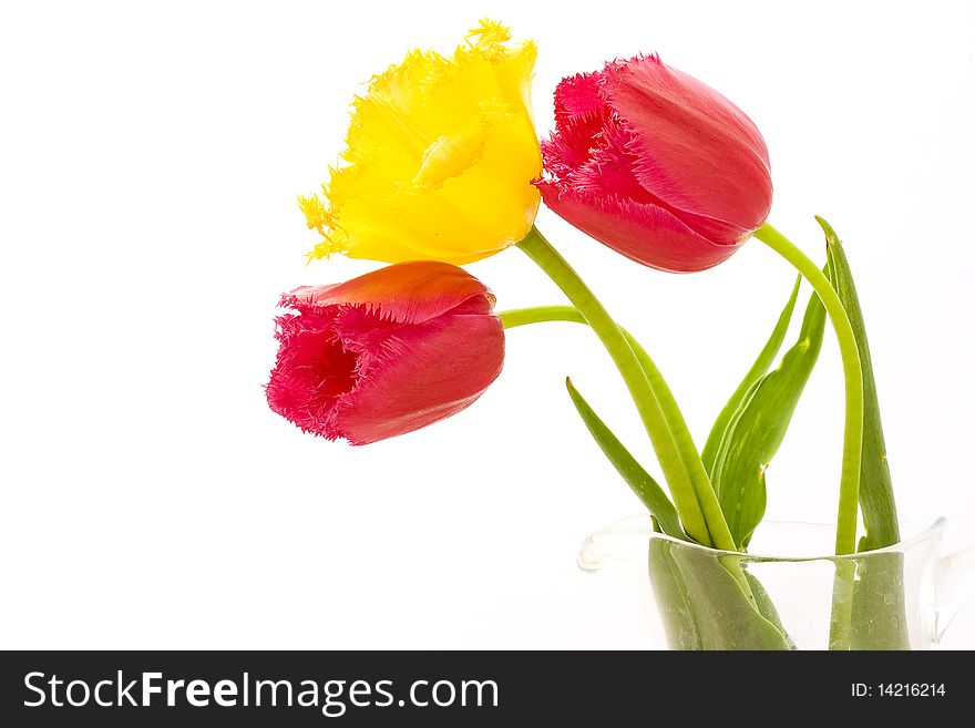 Yellow and reds tulips on white backgrounds