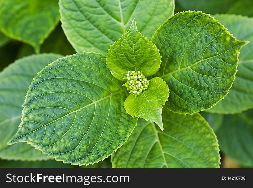 Closeup of fresh plant leaves from above.