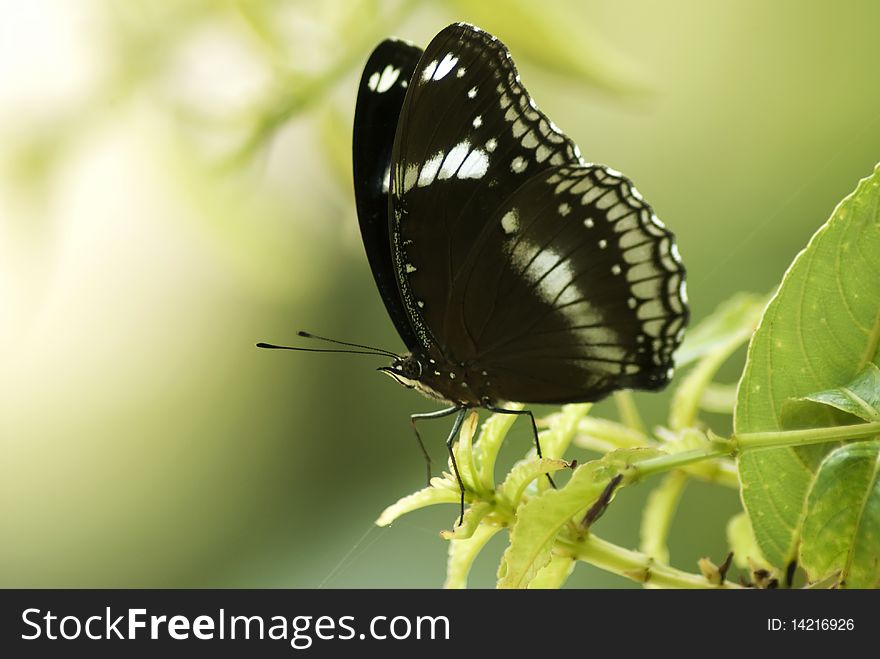 A common egg fly butterfly resting among the green foliage