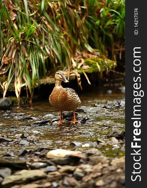 A mallard duck stood in a river bed.
