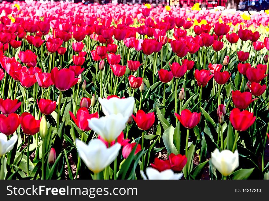 Spring Field Of Tulips