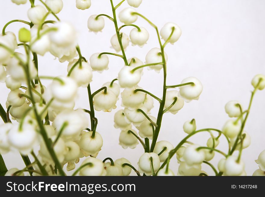 Abstract background lily of the valley. Abstract background lily of the valley