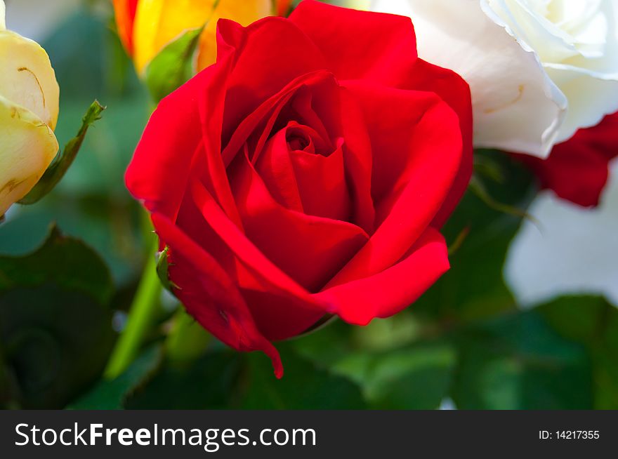 A close up shot of a beautiful red rose.