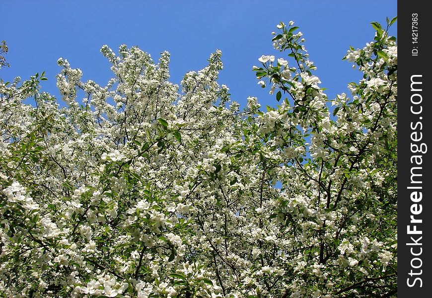 Apple-tree blossom