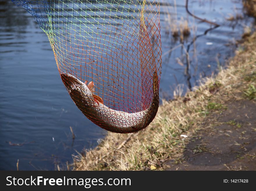 Catching fish with tackle into a water. Catching fish with tackle into a water