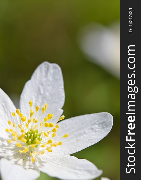 Beautifull white wildflower on the meadow. Beautifull white wildflower on the meadow