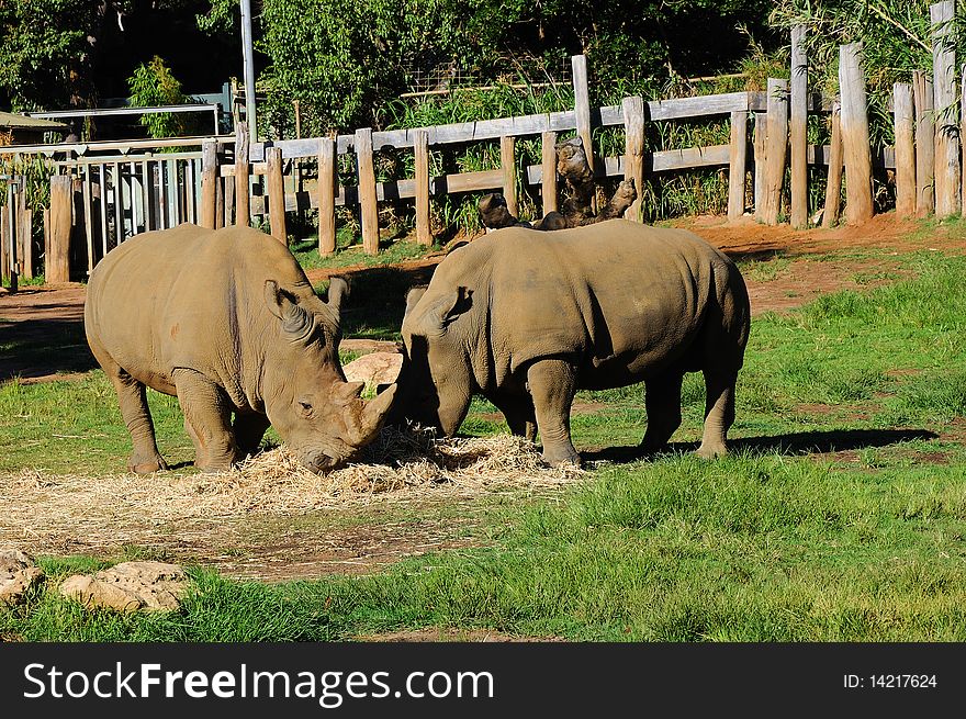 Couple rhinos peacefully dines green grass