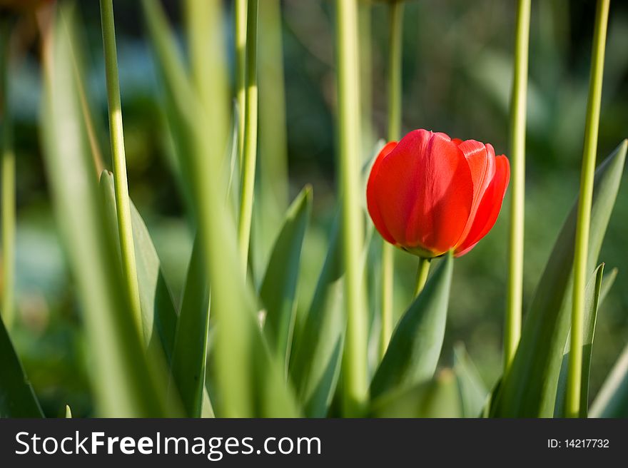Red tulips in the garden between green caulis. Red tulips in the garden between green caulis