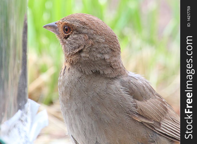 A California towhee comes in our patio everyday.