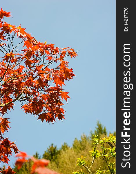Red Japanese maple under blue sky. Red Japanese maple under blue sky