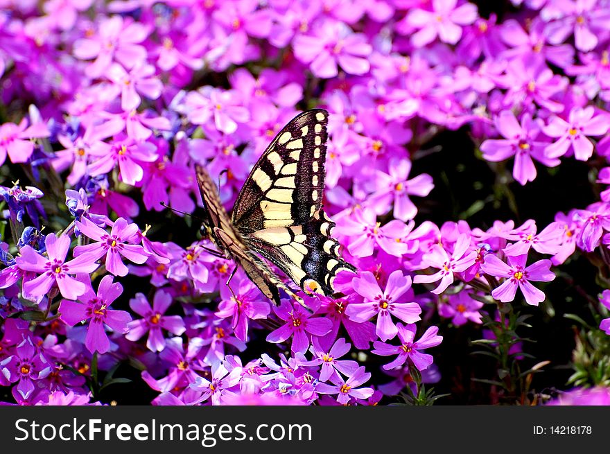 Horizontal yellow outdoors butterfly flower insect scene sunlight meadow on view day