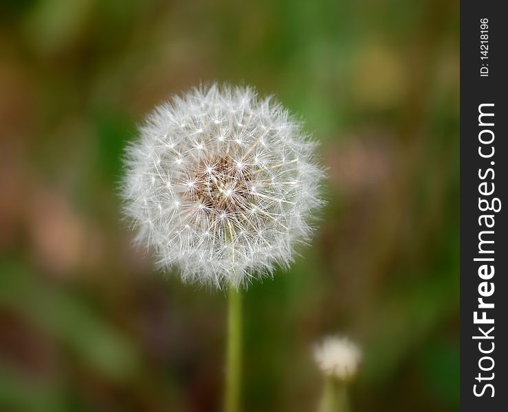 White mid-air close-up fluffy macro stem seed wind plant dandelion single isolated hairy nobody blow tooth on spring flower culture head, living, black, blowball, traditional