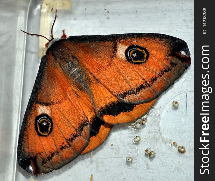 Saturnia Walterorum moth with eggs