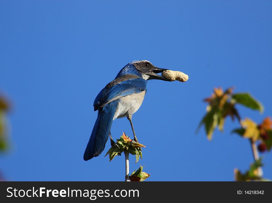 A western scrub-jay perched on a tree and held a peanut in its mouth. A western scrub-jay perched on a tree and held a peanut in its mouth.