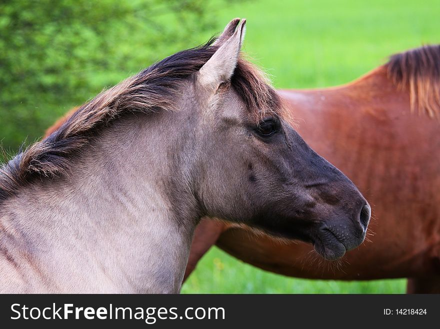 Head of the horse in the paddock in the grazing