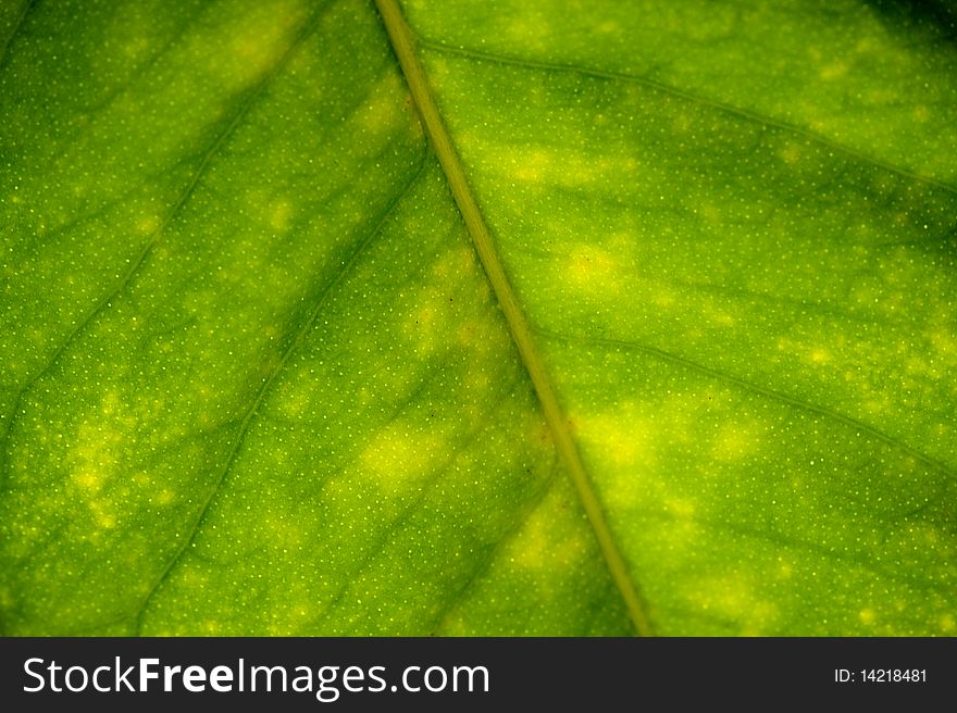 A close up of a leaf. A close up of a leaf.