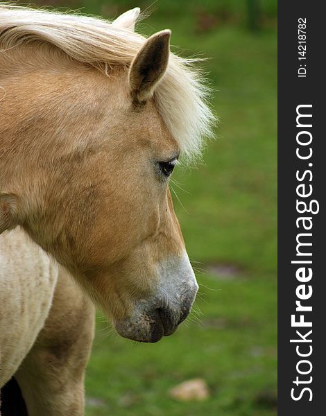 A close up of a horse looking behind itself. A close up of a horse looking behind itself