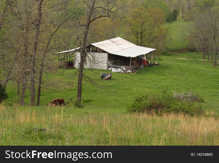 An old hay barn in the pasture with cows