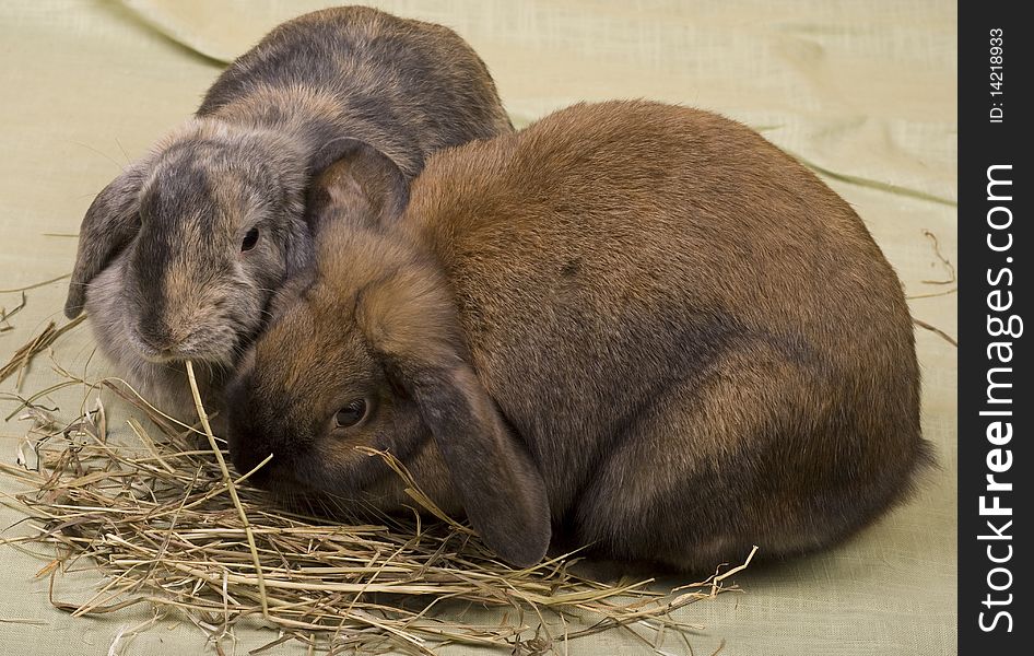 Two pet bunnies eating hay straws. Two pet bunnies eating hay straws.