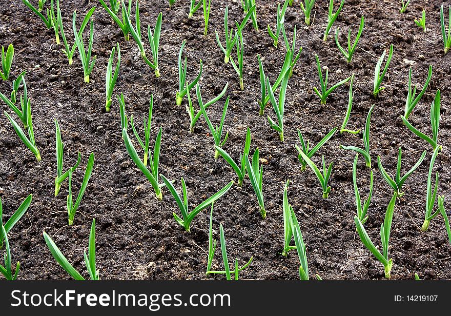 Kitchen garden with young shoots of garlic, background