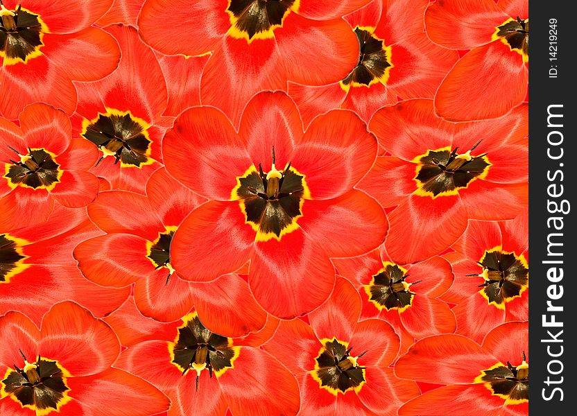 Red flowers, close up background. Red flowers, close up background