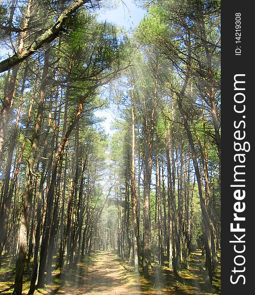 Forest on the North of Europe