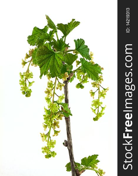 Currant Branch