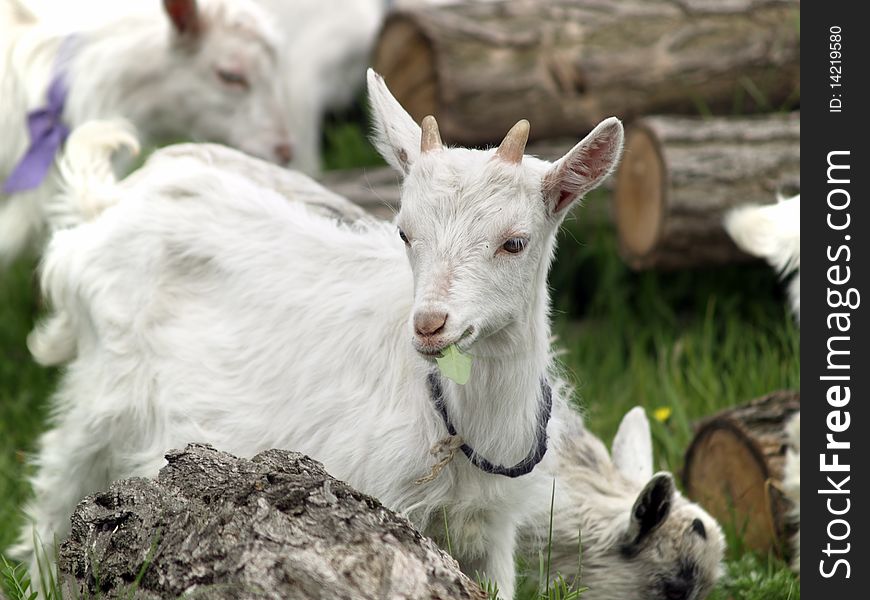 Small white goat cubs on farm eating grass. Small white goat cubs on farm eating grass