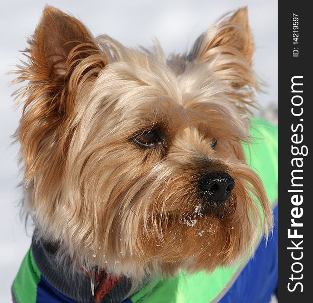 Portrait of the Yorkshire terrier on a background of white snow