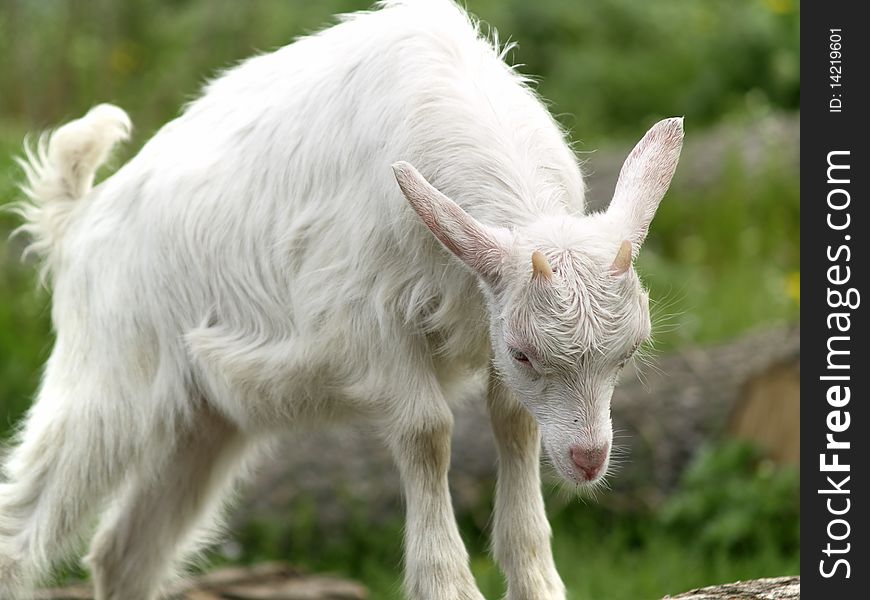 Small white goat cub on farm eating grass. Small white goat cub on farm eating grass