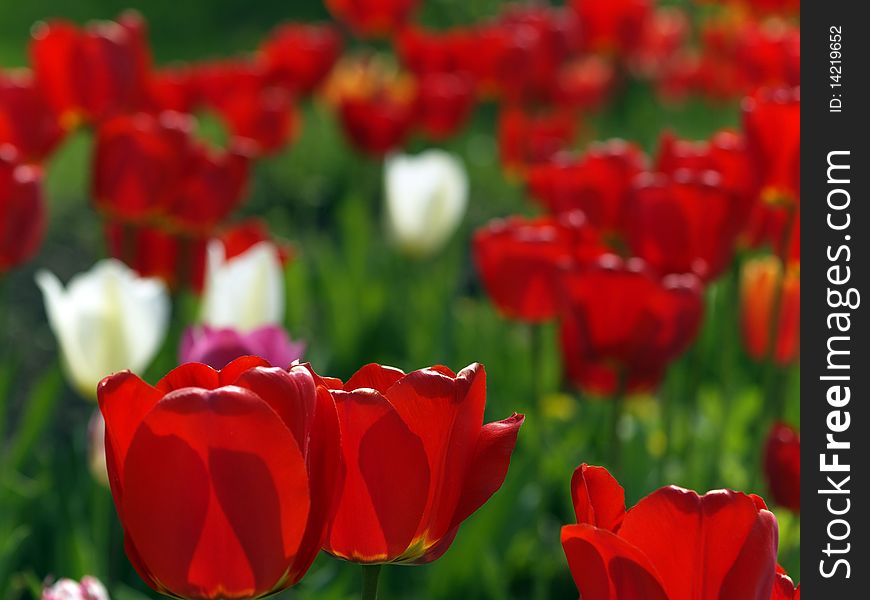 Group of red tulips daytime in spring. Group of red tulips daytime in spring