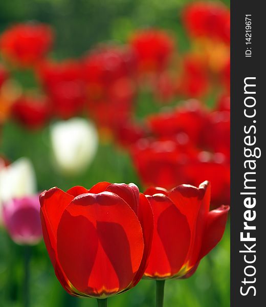 Red tulips in garden