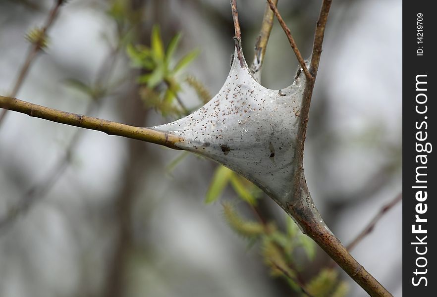 A gypsy moth catapillar tent nest in bush branches in spring. A gypsy moth catapillar tent nest in bush branches in spring.