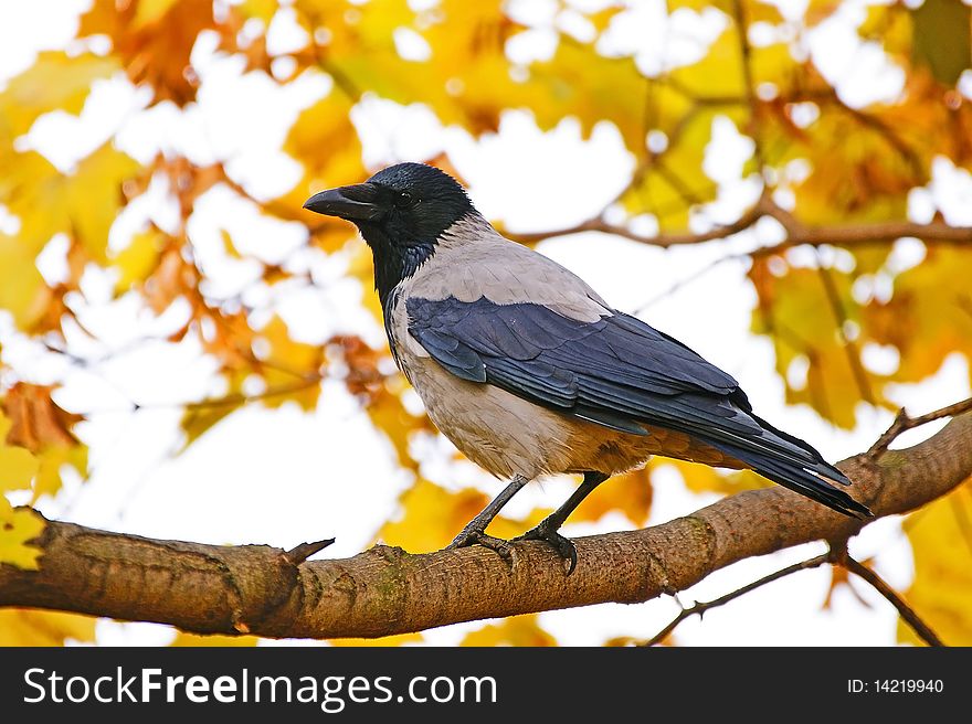 Crow on a background of yellow autumn leaves.