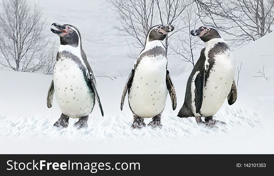 Picture of Magellanic Penguins relaxing in the snow in Hokkaido Japan. For Assignment images. Picture of Magellanic Penguins relaxing in the snow in Hokkaido Japan. For Assignment images.