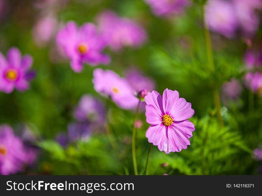 Cosmos flower in the green fields.