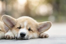 Cute Corgi Dog Puppies Lying, Relaxing And Sleeping In Summer Sunny Day Stock Photography