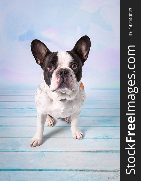 French Bulldog Posing Over Pastel Background