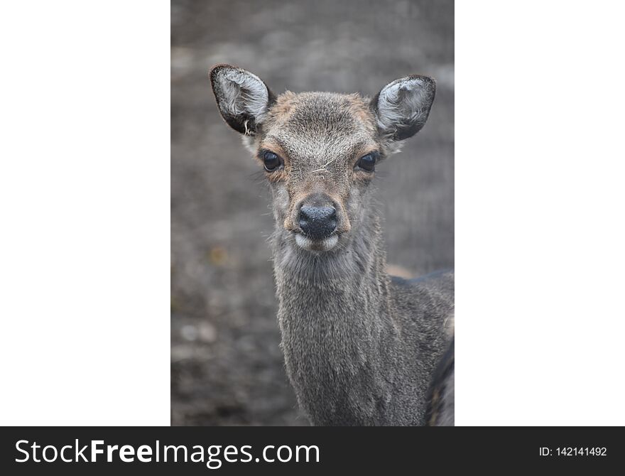 Portrait of a small cute roe deer in a forest in Germany. Portrait of a small cute roe deer in a forest in Germany